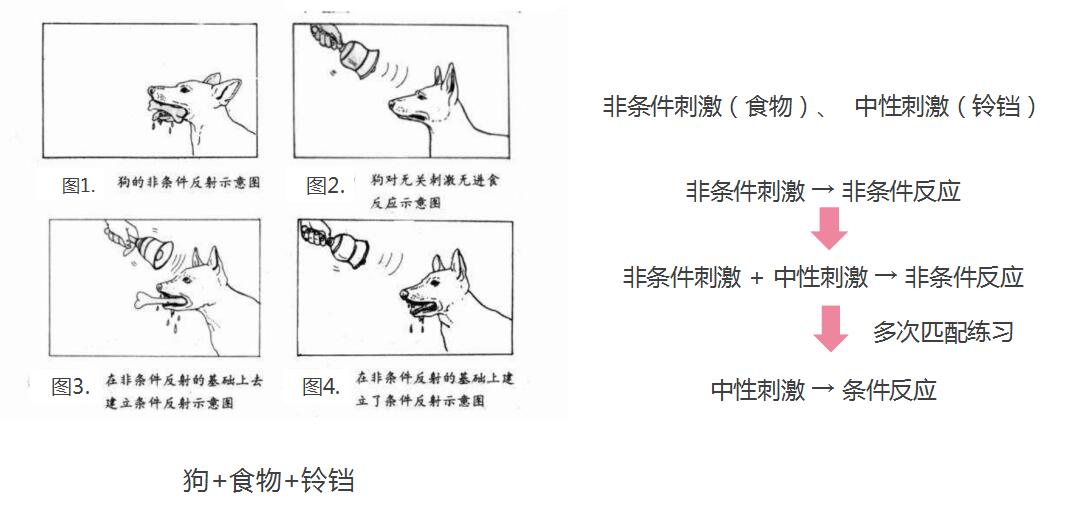 巴甫洛夫的经典性条件作用论